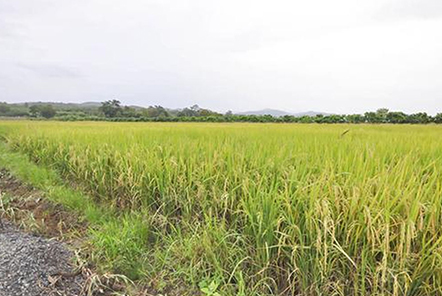 谷城退休老漢追逐農(nóng)機(jī)夢(mèng)！